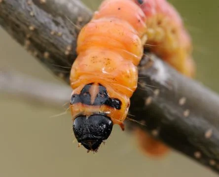 Large orange caterpillar Foto stock