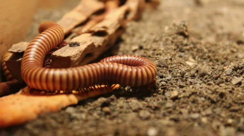 Large Orange Centipede Stock Footage 846057