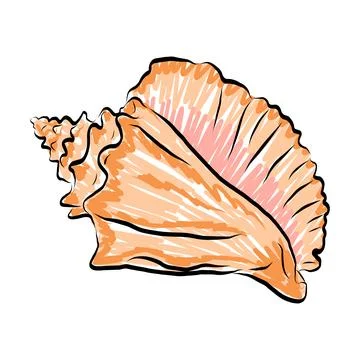 Large orange conch sea shell with spiral spire vector illustration 스톡 일러스트