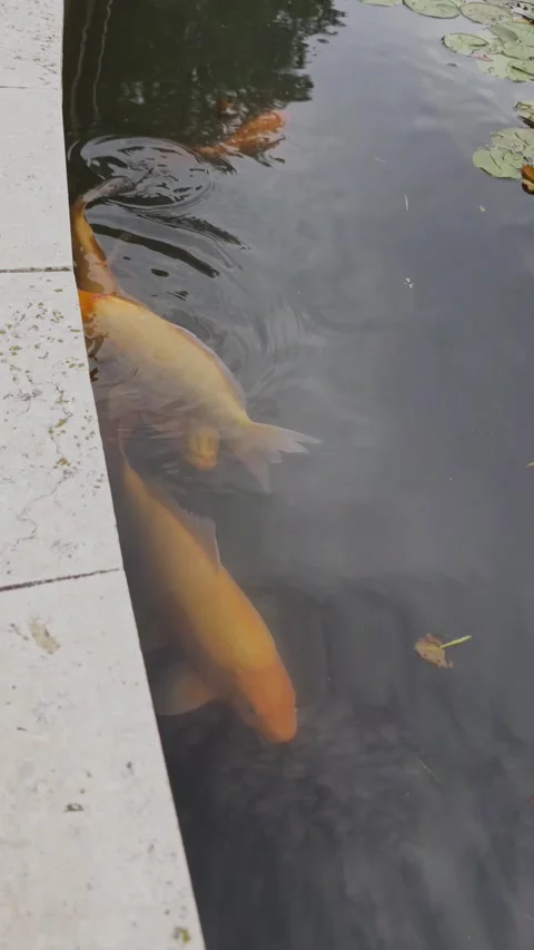 Large orange fish swimming in a small artificial pond with water lilies. Stock Footage 336711044