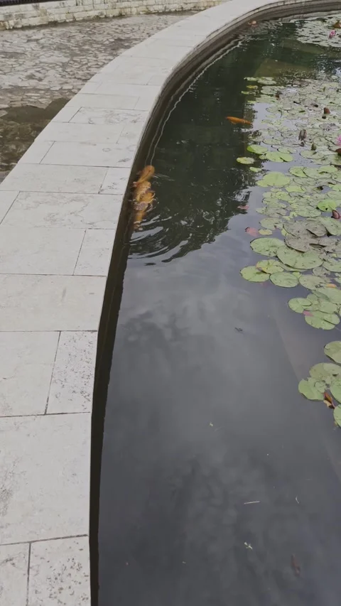 Large orange fish swimming in a small artificial pond with water lilies. Video stock 336711046