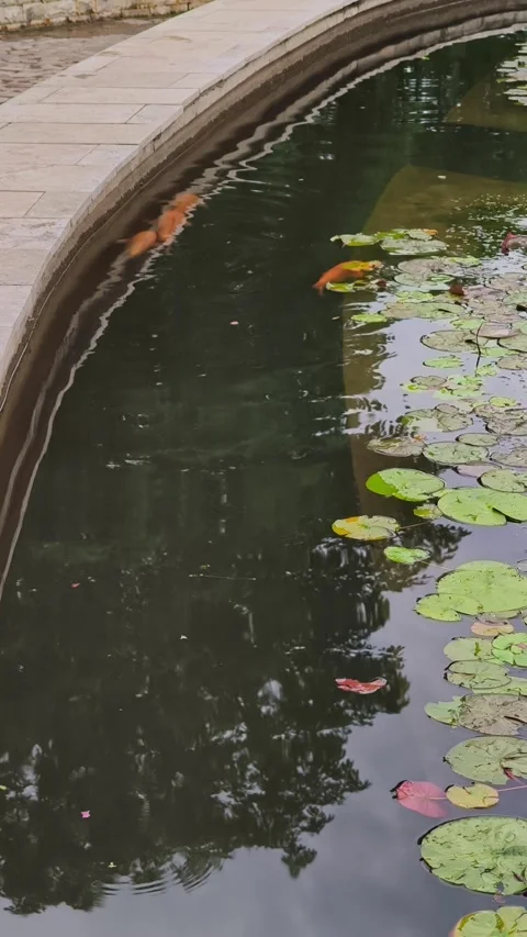 Large orange fish swimming in a small artificial pond with water lilies. Stock Footage 336711077