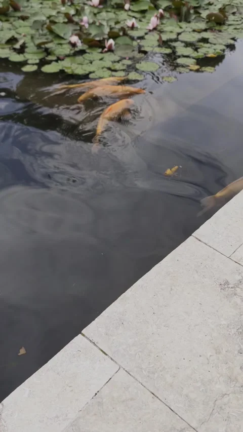Large orange fish swimming in a small artificial pond with water lilies. Video stock 336711078