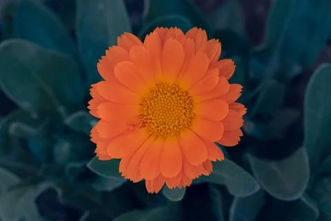 Large orange flower Stock Photos