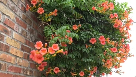 Large orange flowers bloom on top of brick wall Video stock 75556311