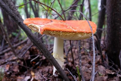 A large orange fly agaric grows in the forest Stock Photos