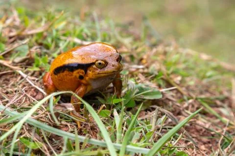 A large orange frog is sitting in the grass 스톡 사진