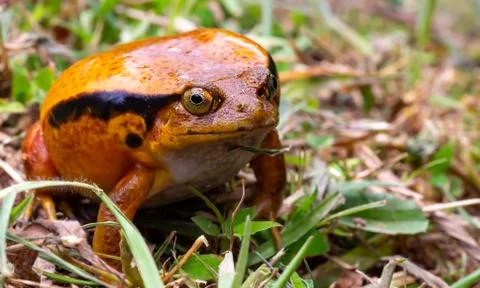 A large orange frog is sitting in the grass Stock Photos