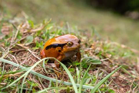 A large orange frog is sitting in the grass Stock Photos