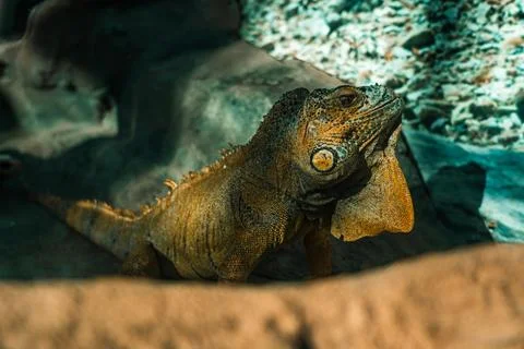 A large orange iguana lizard rests lying on a rock in the Minsk zoo Stock Photos