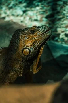 A large orange iguana lizard rests lying on a rock in the Minsk zoo Stock Photos