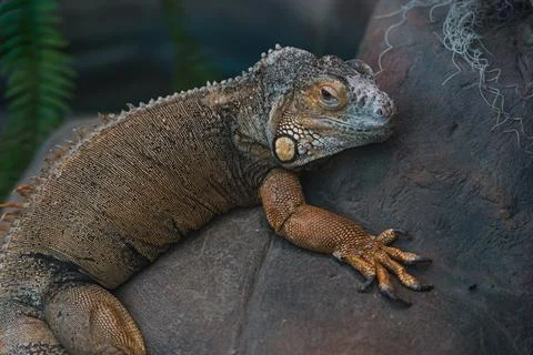 A large orange iguana lizard rests lying on a rock in the Minsk zoo Stock Photos