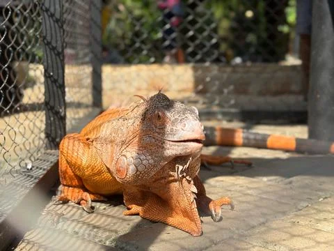 Large orange iguana resting inside metal wire enclosure with wildlife, encl.. Stock-Fotos