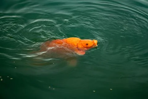 Large orange koi carp surfacing for air in dark green lake water. Stock Photos