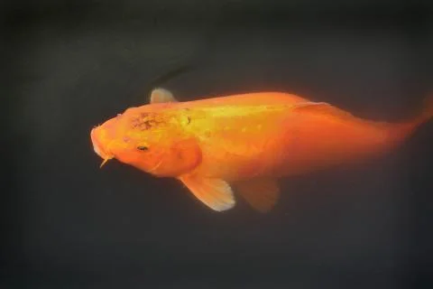 Large Orange Koi Fotos Stock