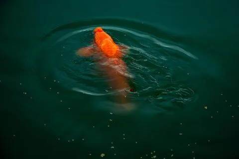Large orange koi surfacing in rippled green pond water for food. Stock Photos