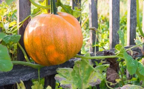 Large orange pumpkin on a bed in the grass, against the background of an old  Foto stock