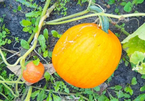 Large orange pumpkin on a bed in the grass, pumpkins on a pumpkin patch, read Stock Photos