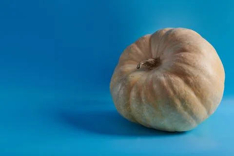 Large orange pumpkin on a blue background Stock Photos