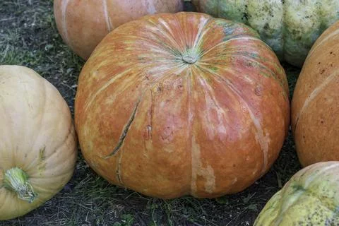 Large orange pumpkin close-up in the field Stock Photos