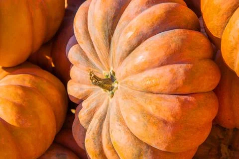 A large orange pumpkin in close - up surrounded by other pumpkins Stock Photos