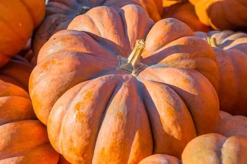 A large orange pumpkin in close - up surrounded by other pumpkins Stock Photos