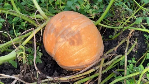 A large orange pumpkin in the garden Stock Footage 247857353