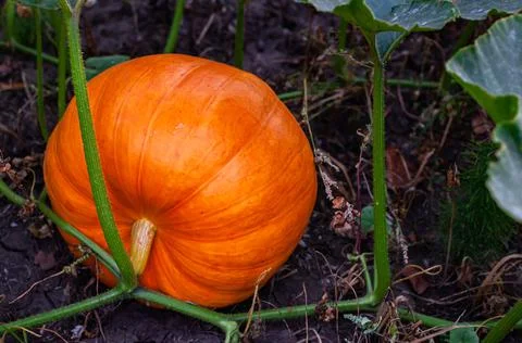 A large orange pumpkin lying on the ground between the beds Stock Photos