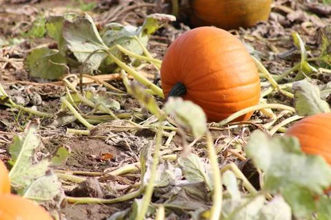 Large orange pumpkin Stock Photos