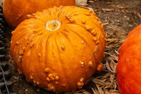 Large orange pumpkin with rough texture close up. Stock Photos