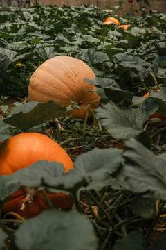 Large Orange Pumpkins Growing in Dense Patch Stockfoto's