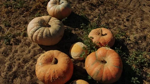 Large orange pumpkins lie on sandy soil with sparse vegetation in sun. Close-up Видео 317227526