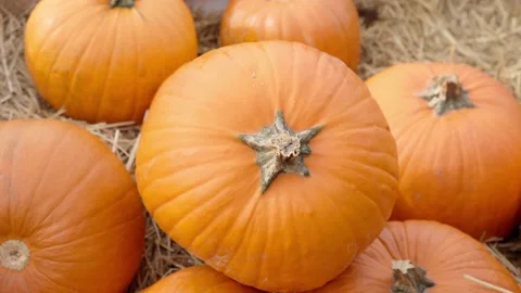 Large orange pumpkins lie on straw in a wooden vegetable storage box Video stock 218132088