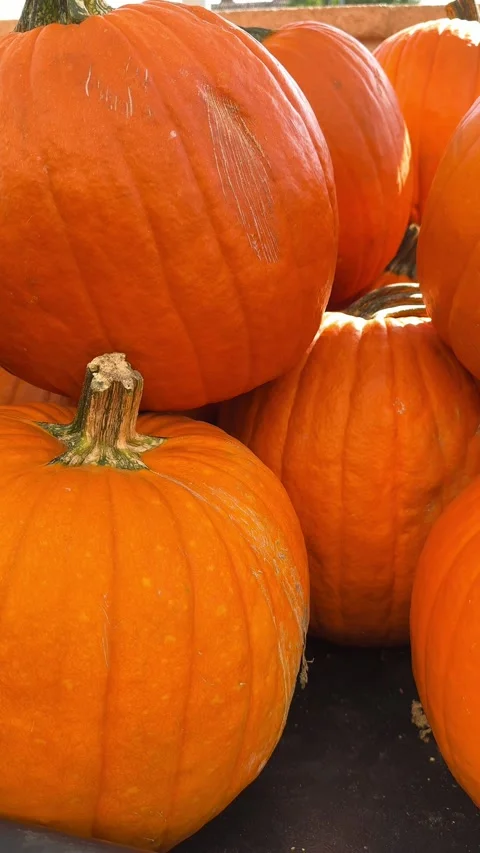 Large Orange Pumpkins , From a Pumkin Patch Stock Footage 284975964
