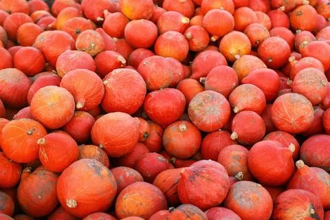 Large orange pumpkins, solid autumn background Foto stock