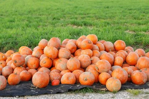 Large orange pumpkins, solid autumn Stock-Fotos