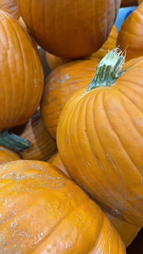 Large orange pumpkins stacked together under warm indoor light Video stock 320315866