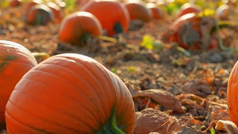 Large orange pumpkins at sunny fall evening. Panorama of landscape at fall .. Stockbeeldmateriaal 252468658