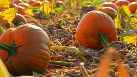 Large orange pumpkins at sunny fall evening. Panorama of landscape at fall .. Vídeos de archivo 252468715