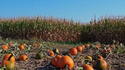 Large orange pumpkins at sunny fall evening. Panorama of landscape at fall .. Video stock 286050180