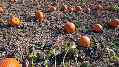 Large orange pumpkins at sunny fall evening. Panorama of landscape at fall .. Stock Footage 286050290