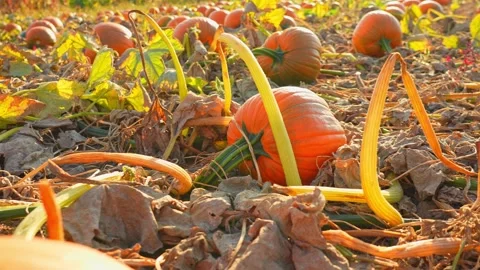 Large orange pumpkins at sunny fall evening. Panorama of landscape at fall .. Stock Footage 286050415