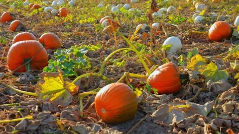Large orange pumpkins at sunny fall evening. Panorama of landscape at fall .. Stock Footage 286050428