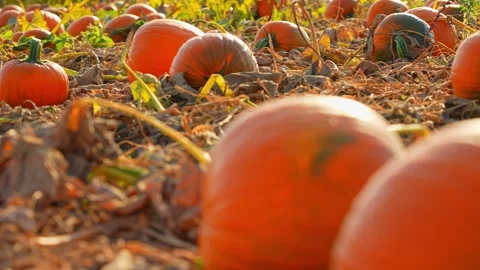 Large orange pumpkins at sunny fall evening. Panorama of landscape at fall .. Stock Footage 286050525