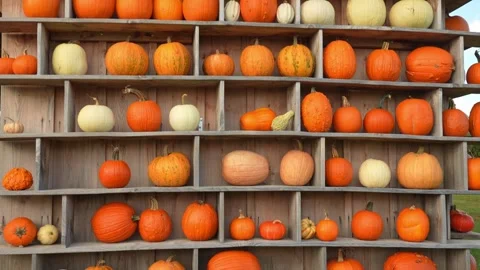 Large orange pumpkins at sunny fall evening. Autumn and season holidays. Ci.. Stock Footage 289315117
