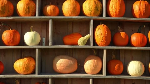 Large orange pumpkins at sunny fall evening. Autumn and season holidays. Ci.. Video stock 289315265