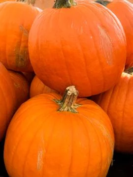 Large Orange Pumpkins, Vertical View Stock Photos