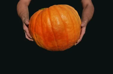 A large orange ripe pumpkin, which is held by a man Stock Photos