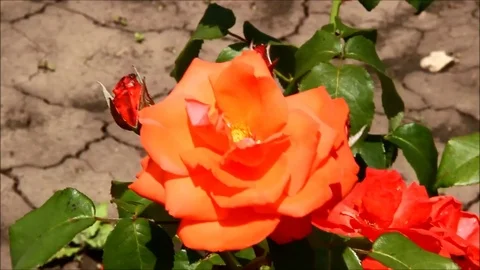 A large orange rose with dry ground background Stock Footage 77861154