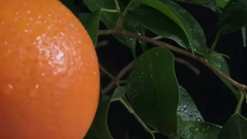 Large orange tangerines lie on a board against a background of green leaves Stock Footage 264878361